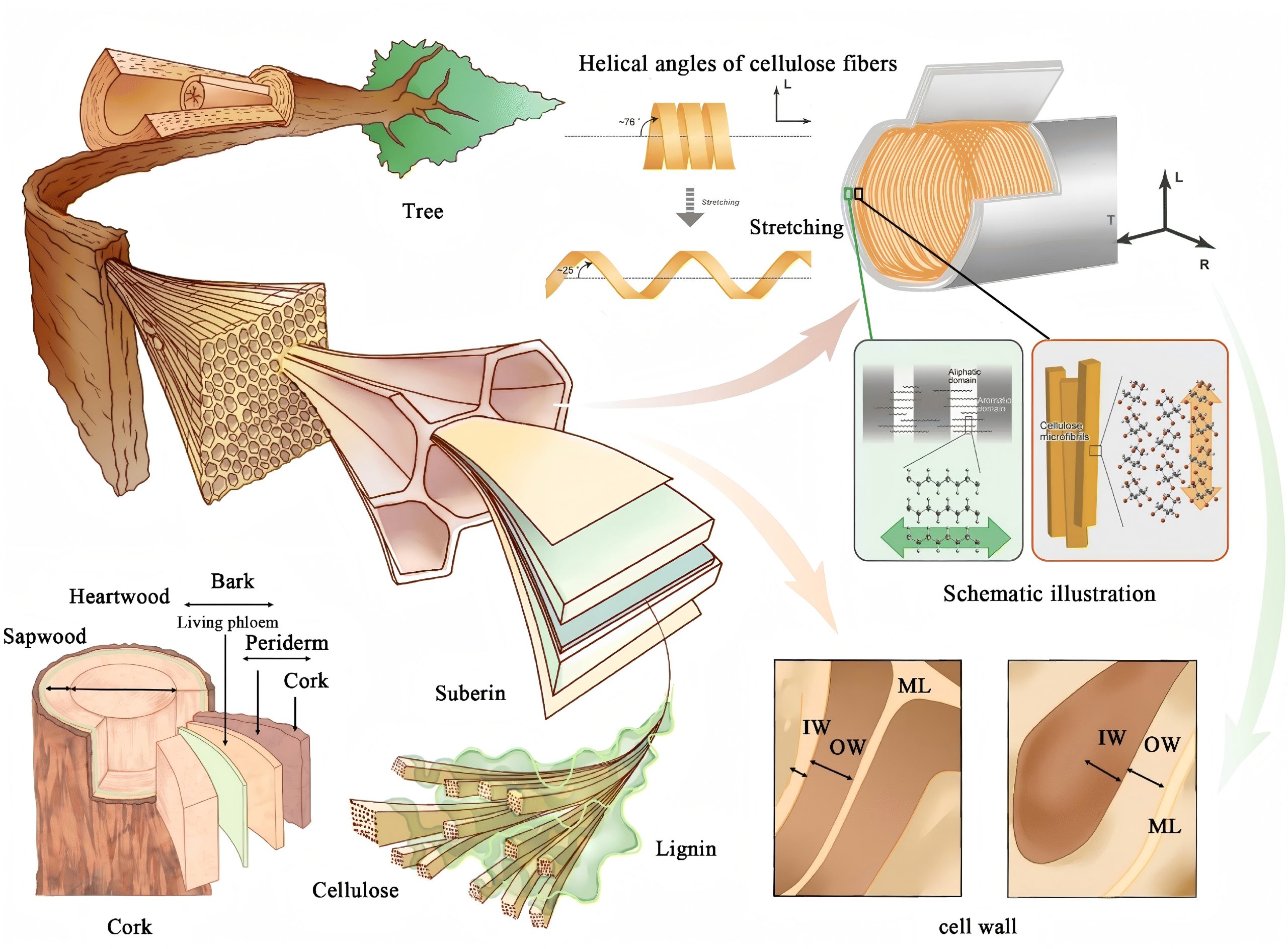 Cork consists of pentagonal or hexagonal honeycomb cells—about 40 million per cm³, roughly 800 million in a single natural wine cork. Its principal component is suberin, an organic acid mixture coating the cell walls that blocks water and gas transmission. Suberin is heat‑resistant and insoluble in water, ethanol, ether, chloroform, concentrated sulfuric acid, and hydrochloric acid.